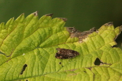 Syricoris