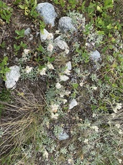 Antennaria caucasica