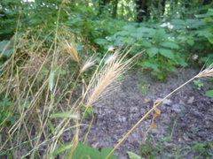 Hordeum murinum murinum