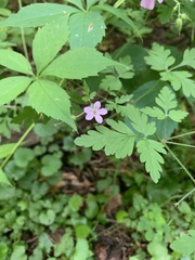 Geranium sibiricum