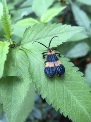 Calopteron bifasciatum