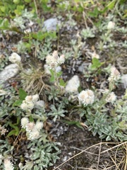 Antennaria caucasica