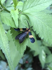 Calopteron bifasciatum