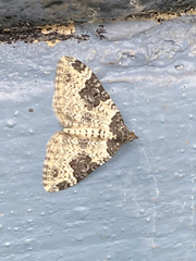 Xanthorhoe fluctuata