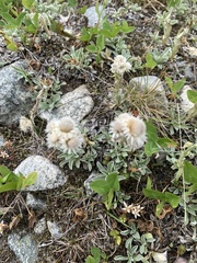 Antennaria caucasica