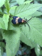 Calopteron bifasciatum
