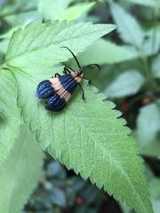Calopteron bifasciatum