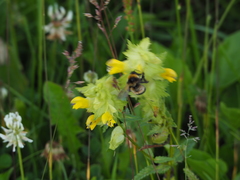 Bombus sporadicus