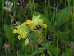 Bombus sporadicus