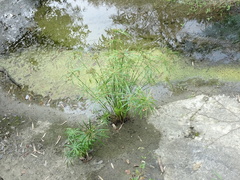 Cyperus alternifolius