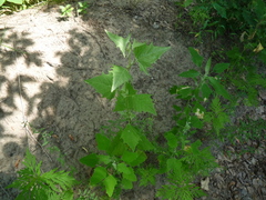Atriplex micrantha