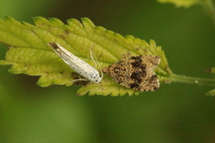 Syricoris