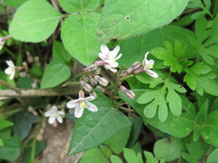 Jarilla heterophylla