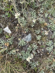 Antennaria caucasica