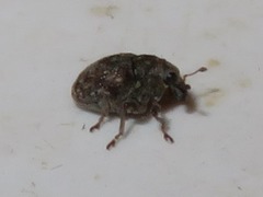 Rhinoncus bruchoides