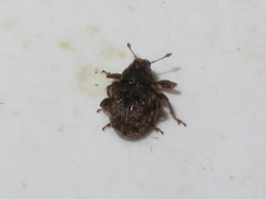 Rhinoncus bruchoides