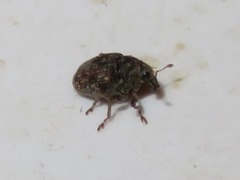 Rhinoncus bruchoides