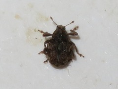 Rhinoncus bruchoides