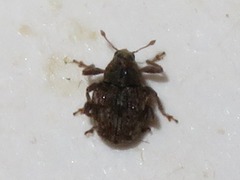 Rhinoncus bruchoides