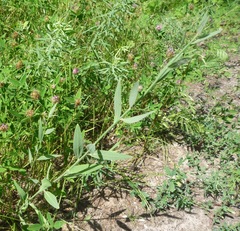 Chondrilla latifolia