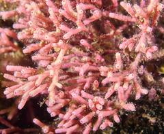 Tricleocarpa fragilis