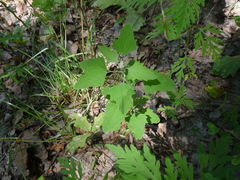 Chenopodium suecicum