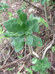 Echeveria chapalensis