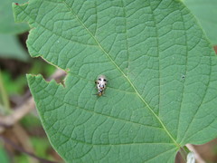 Systena nigroplagiata