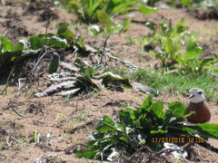 Charadrius asiaticus