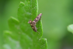 Scythris scopolella