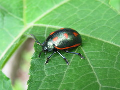 Leptinotarsa behrensi