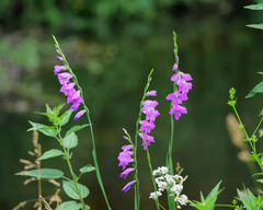 Gladiolus imbricatus