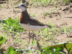 Charadrius asiaticus