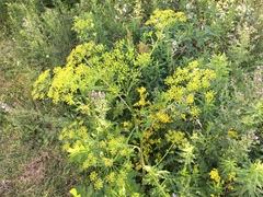 Pastinaca sativa