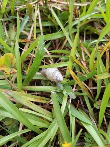 Drymaeus dormani image