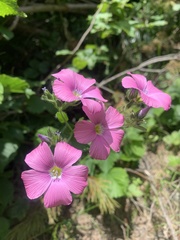 Linum hypericifolium