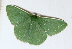 Prasinocyma iosticta