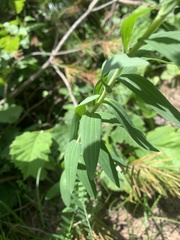 Linum hypericifolium