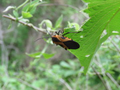Sephina vinula