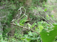 Sephina vinula