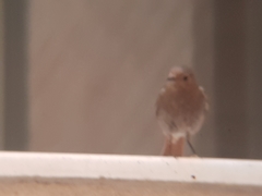 Phoenicurus ochruros