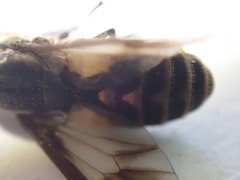 Chrysops sackeni