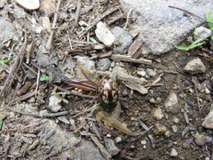 Calligrapha suffriani