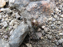 Calligrapha suffriani