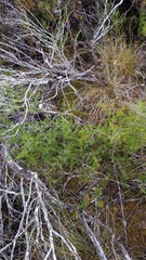 Asparagus lignosus