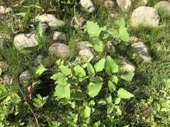 Xanthium strumarium