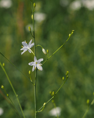 Anthericum ramosum