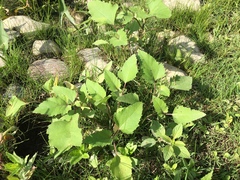 Xanthium strumarium