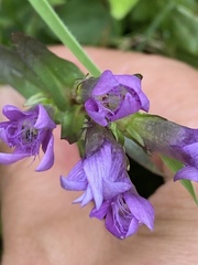 Gentianella austriaca