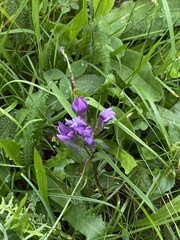 Gentianella austriaca